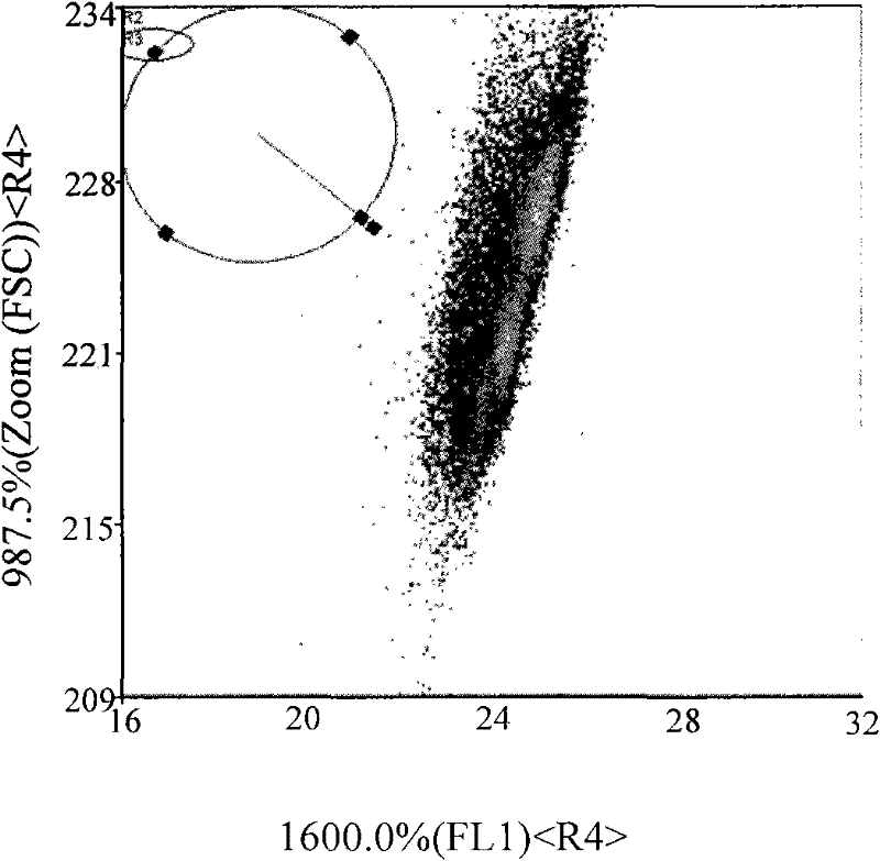 Fluorescent staining method for separating dairy cow sperms