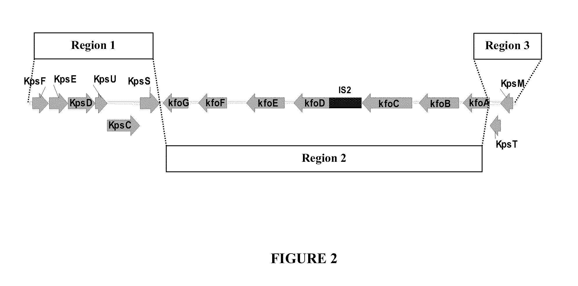Compositions and Methods for Bacterial Production of Chondroitin