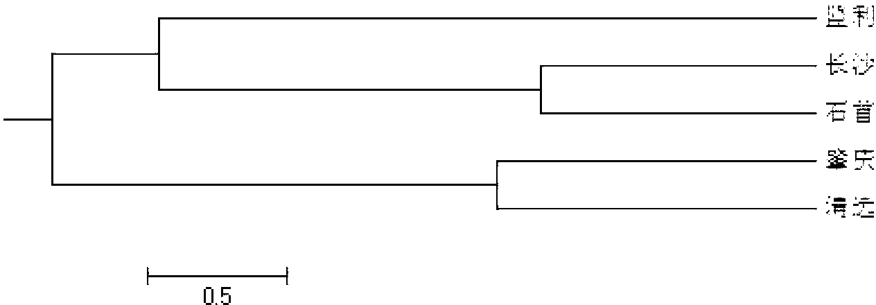 Method for classifying ctenopharyngodon idella based on expressed sequence tag-simple sequence repeats (EST-SSR) marker
