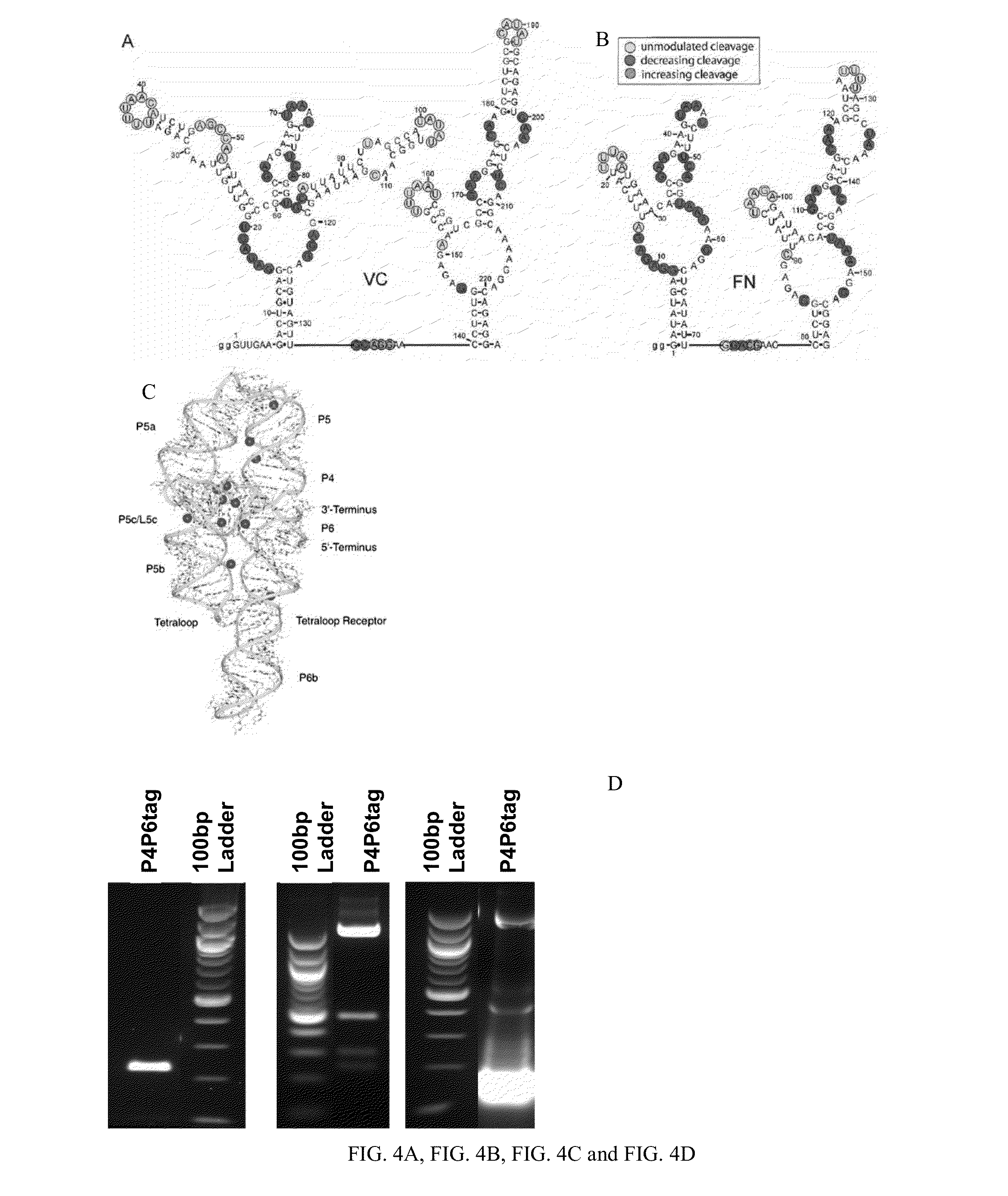 Compositions and Methods for Comprising an RNA-Specific Fab Library