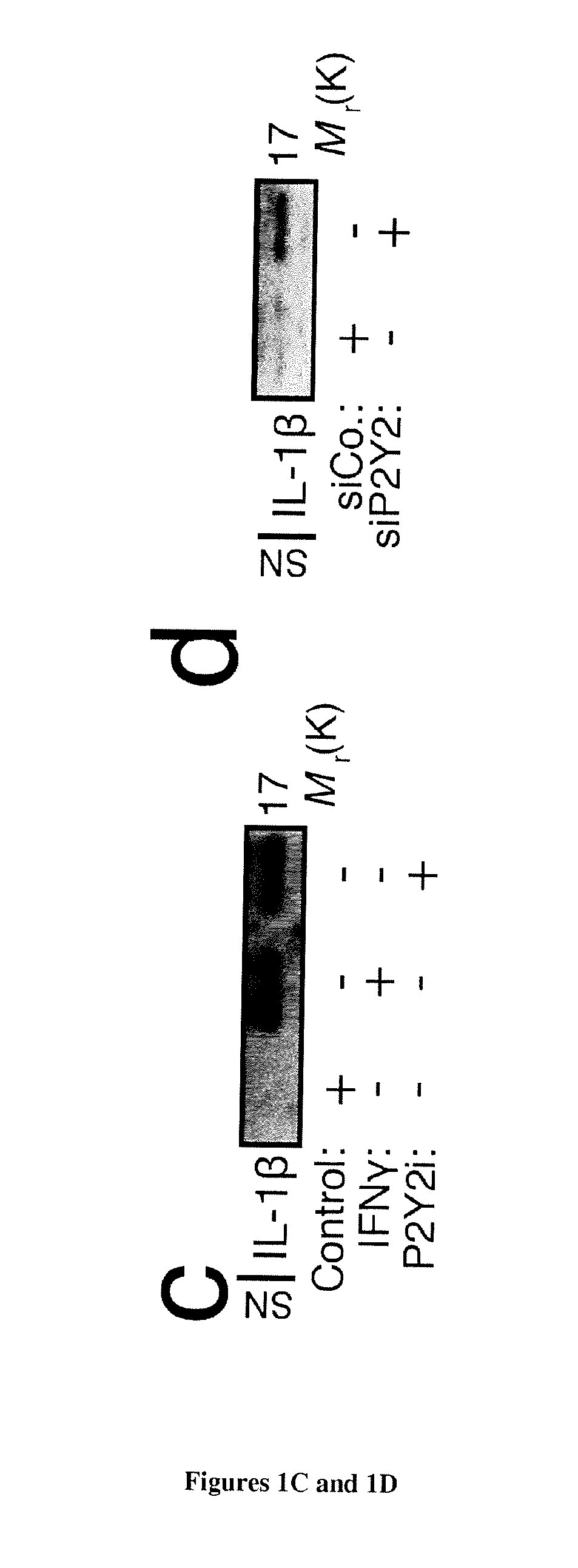 Methods and Pharmaceutical Composition for Modulation Polarization and Activation of Macrophages