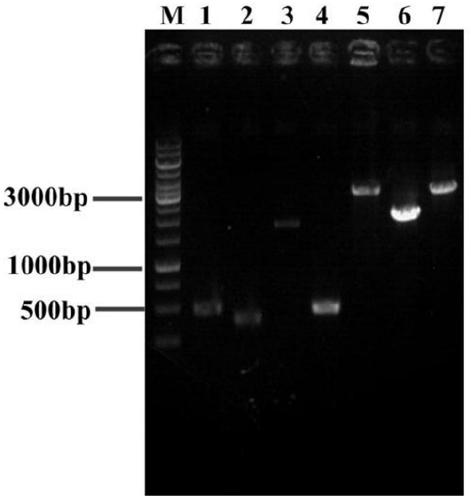 Related gene for high-yield L-leucine, construction method for engineering bacteria and application