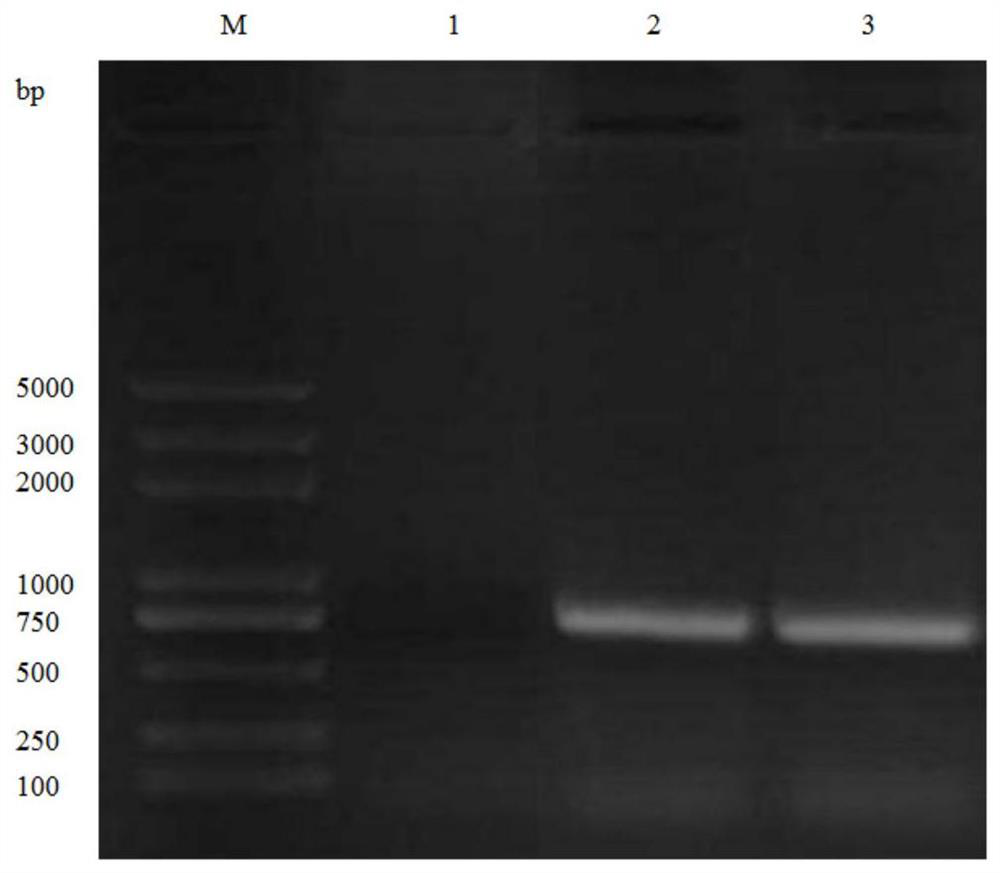 Serum 18 type riemerella anatipestifer and application