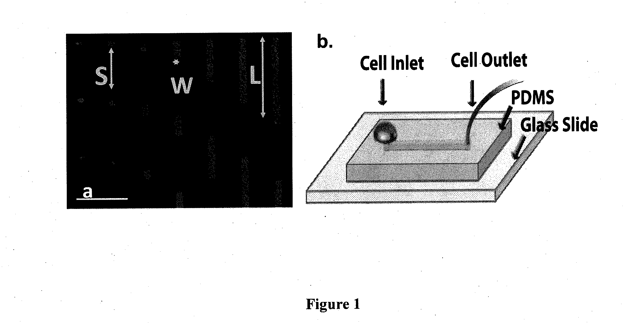 Device for capture, enumeration, and profiling of circulating tumor cells