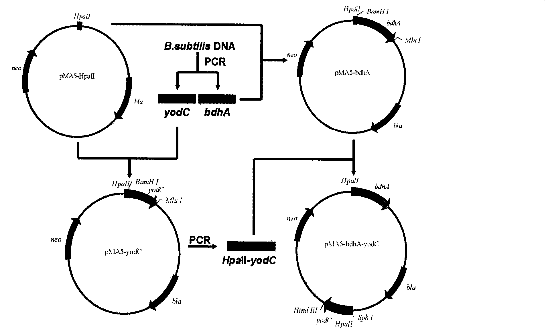 Method for producing acetoin by efficient bioconversion of 2,3-butanediol by using Bacillus subtilis nicotinamide adenine dinucleotide (NAD)&lt;+&gt; regeneration system