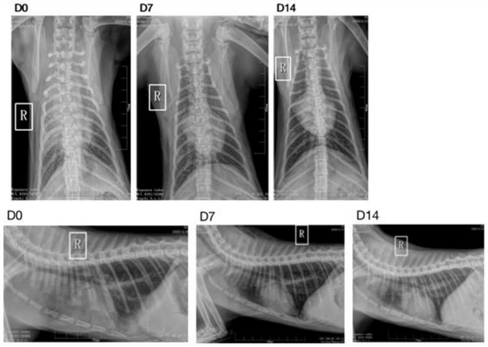 Application of compound in prevention and/or treatment of pathogen infection of animals