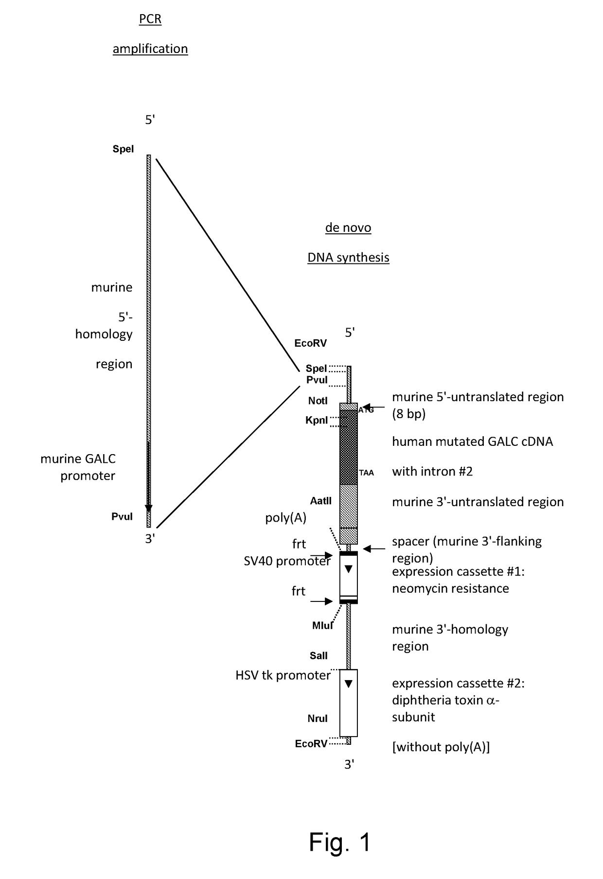 Animal model of Krabbe's disease