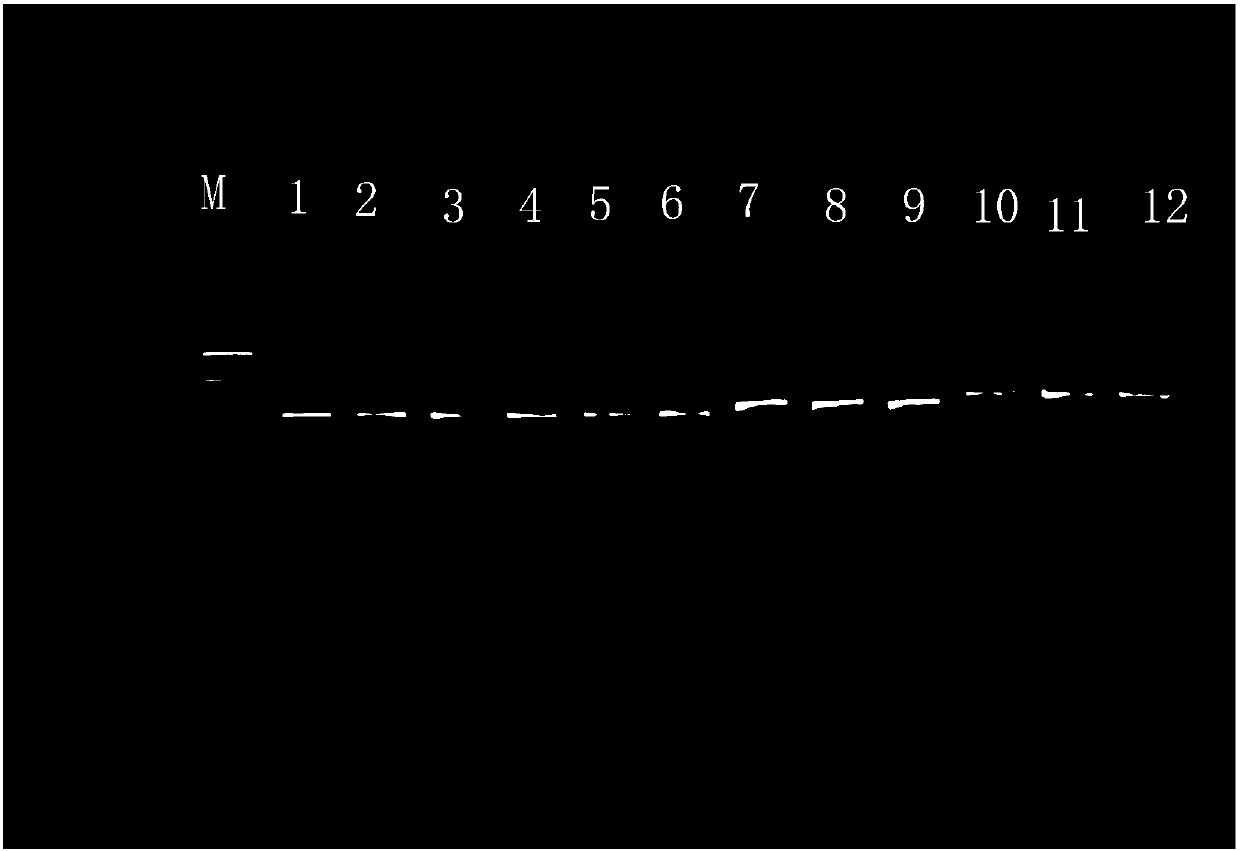 Pleuronectiformes soleidae fish ribosome internal transcribed spacer region 2 general primer and design and amplification method thereof