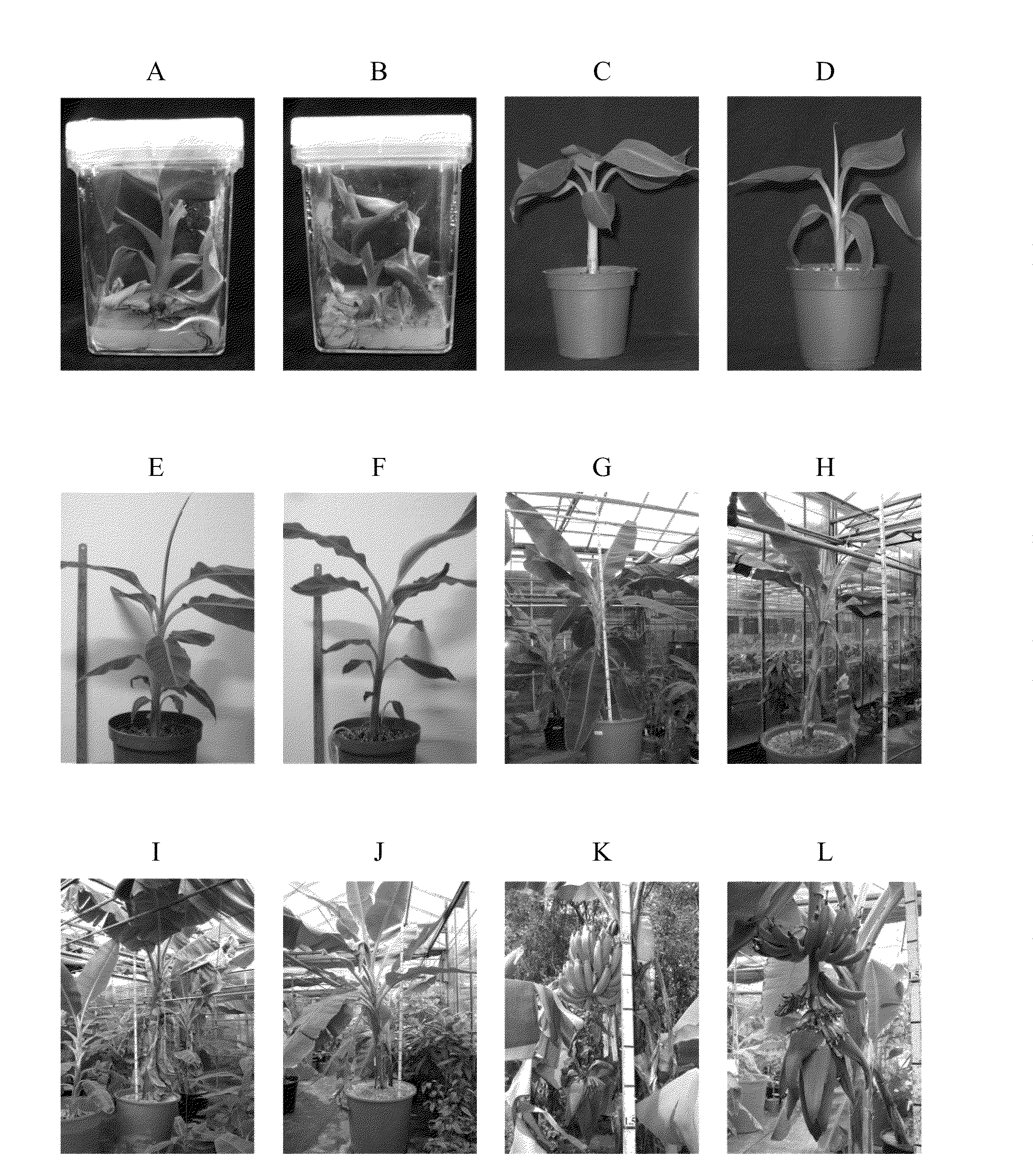 Composition and Method for Prolonging the Shelf Life of Banana by Using Interfering RNA