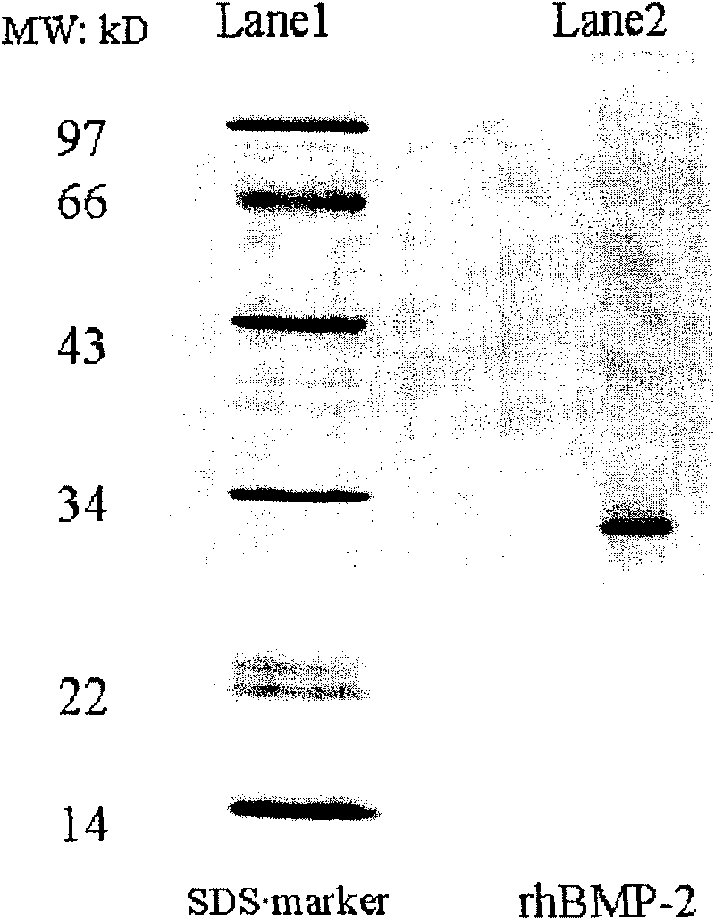 Long chain recombinant human bone morphogenesis protein-2 and its preparation method and uses