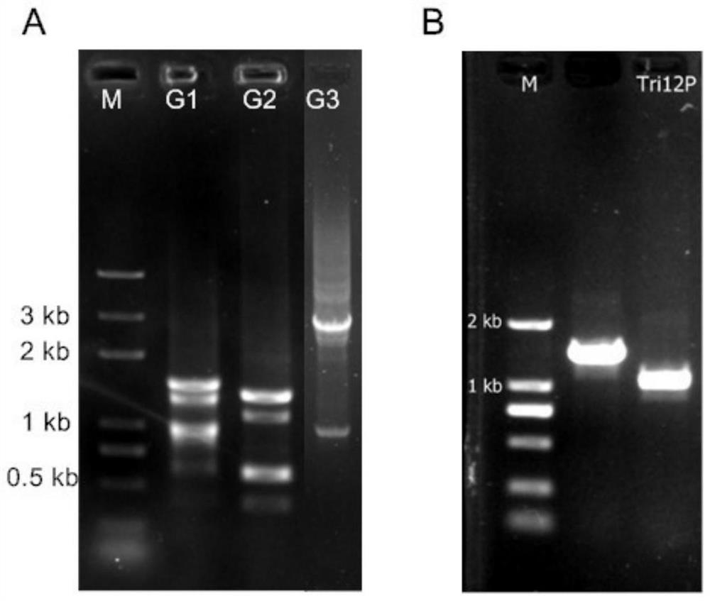 A kind of trichothecene synthase gene tri12 promoter of Myromyces dewlina a553 and its application