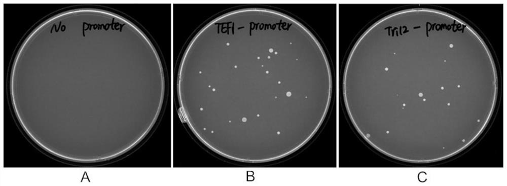 A kind of trichothecene synthase gene tri12 promoter of Myromyces dewlina a553 and its application
