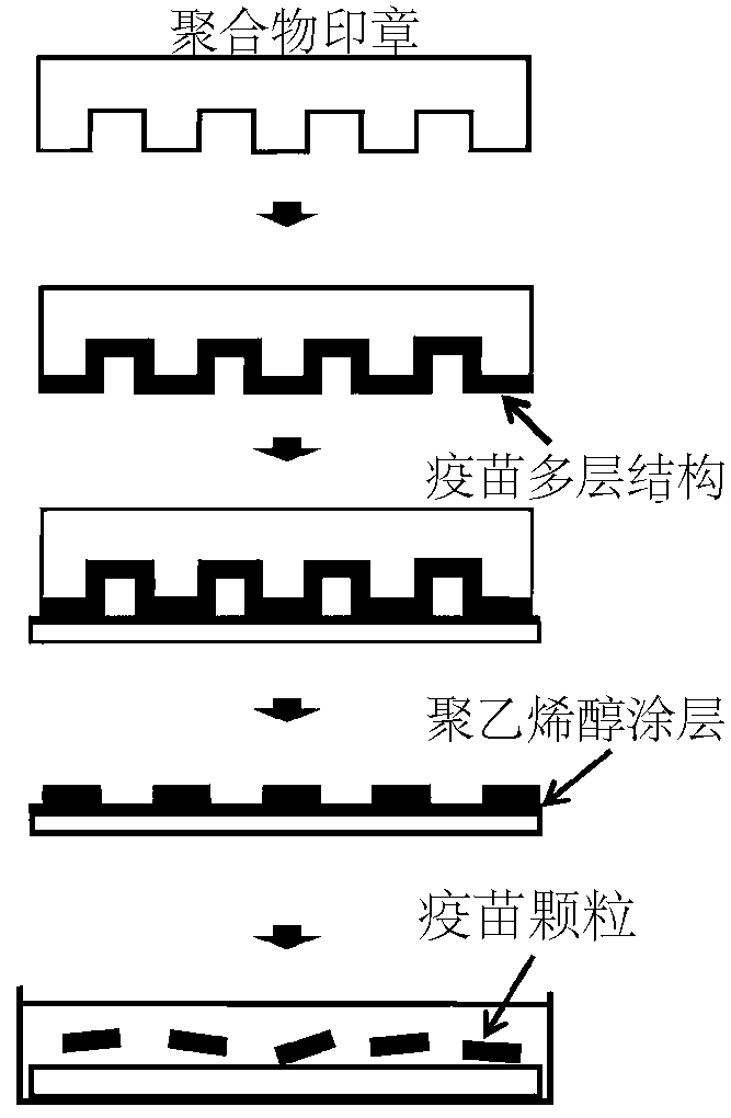 Precision vaccine preparation method based on soft etching and layer-by-layer self-assembly