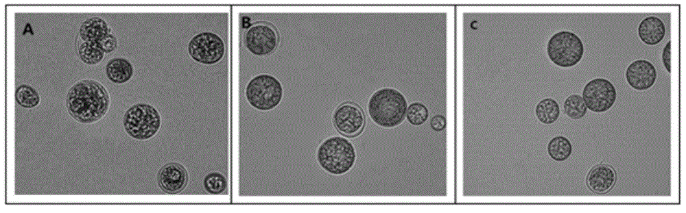 Method for rapidly and nondestructively detecting astaxanthin in C.zofingiensis cells