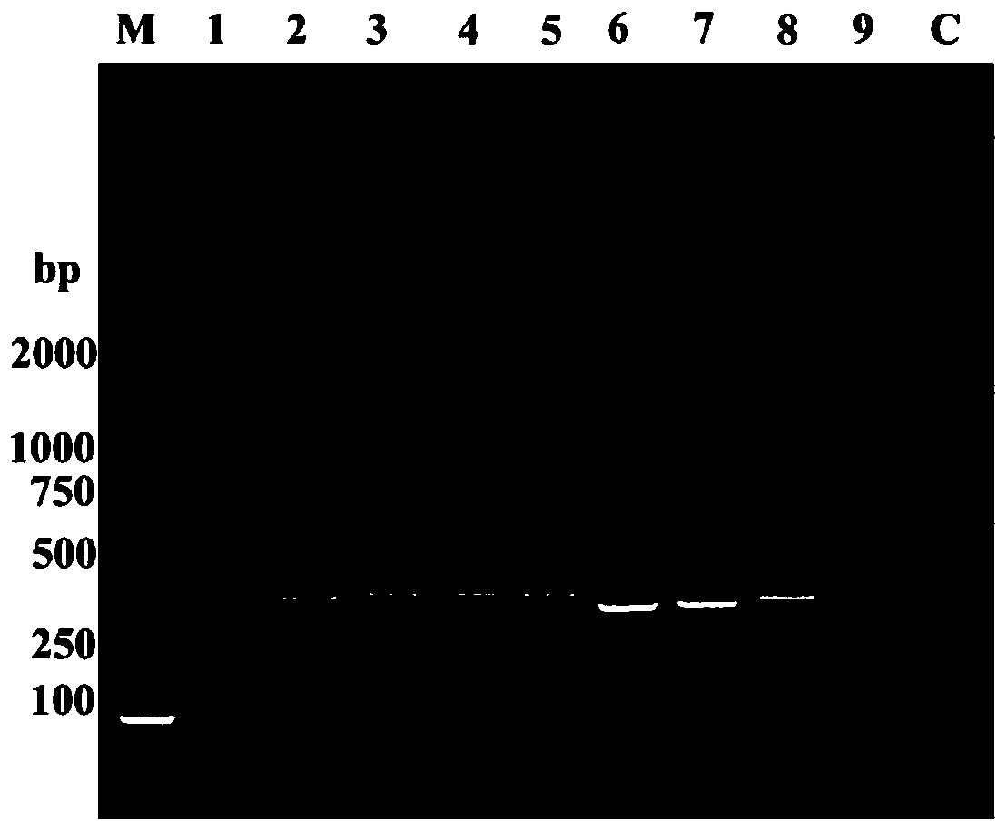 Composition for detecting mycoplasma ovipneumoniae by taking transketolase gene as target kit and method thereof