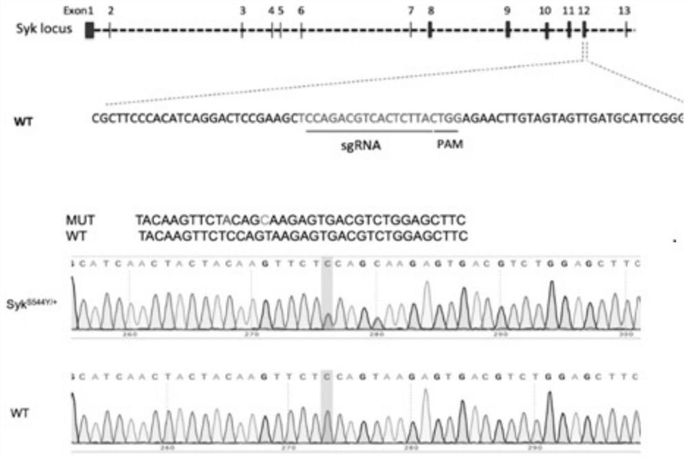 Construction method of spontaneous rheumatoid arthritis mouse model