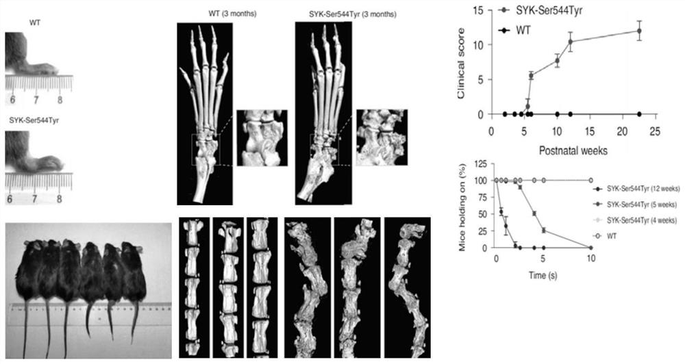 Construction method of spontaneous rheumatoid arthritis mouse model