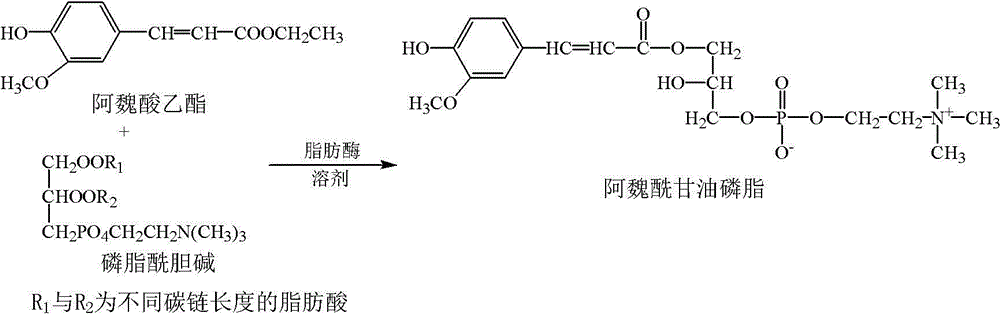 Enzymatic synthesis method of ferulic acid phosphoglyceride