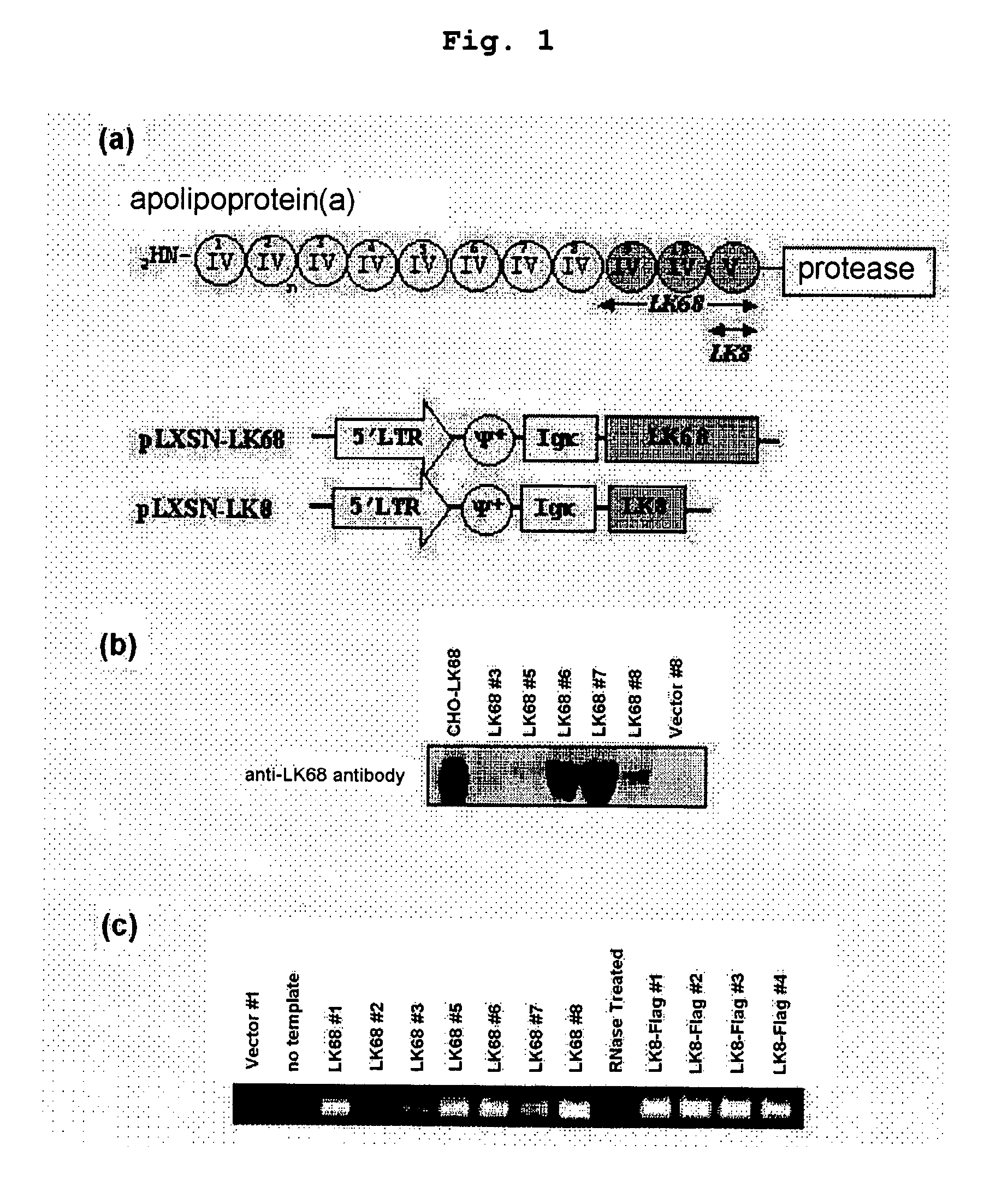 Therapeutic agent for treatment of cancer comprising human apolipoprotein (a) kringles lk68 or lk8 genes as effective ingredient, and method for treating cancer using the same