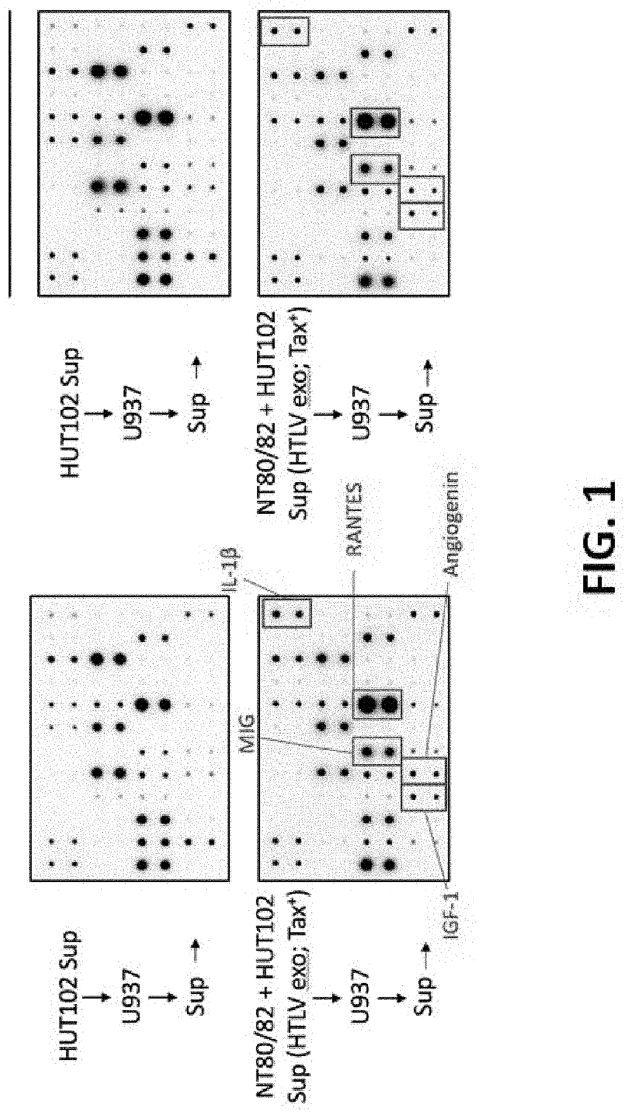 Method and System of Harvesting Extracellular Vesicles Using Hydrogel Particles for Later Delivery to, and Remodeling of, an Immune System