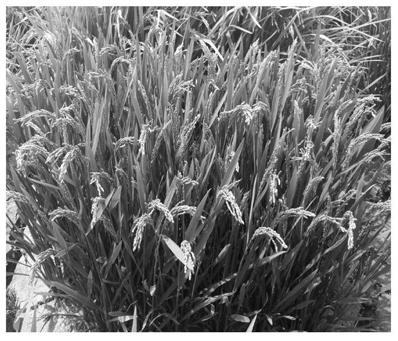 Method for breeding rice varieties with yellow glumes and purple black seed coats
