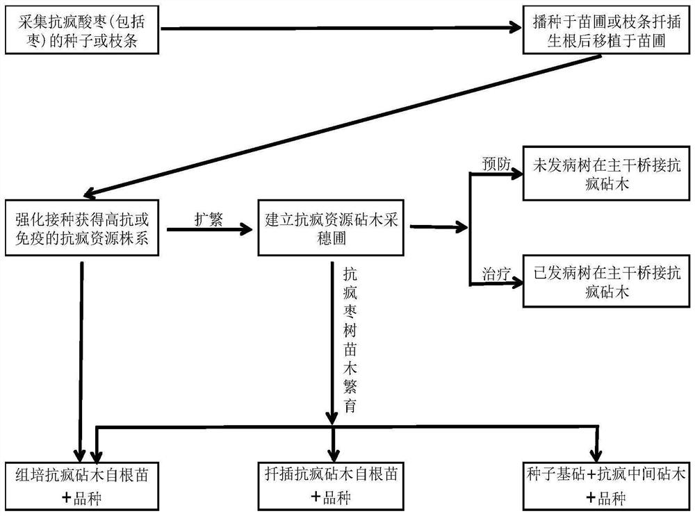 Method for preventing and treating jujube witches broom by using anti-broom stock