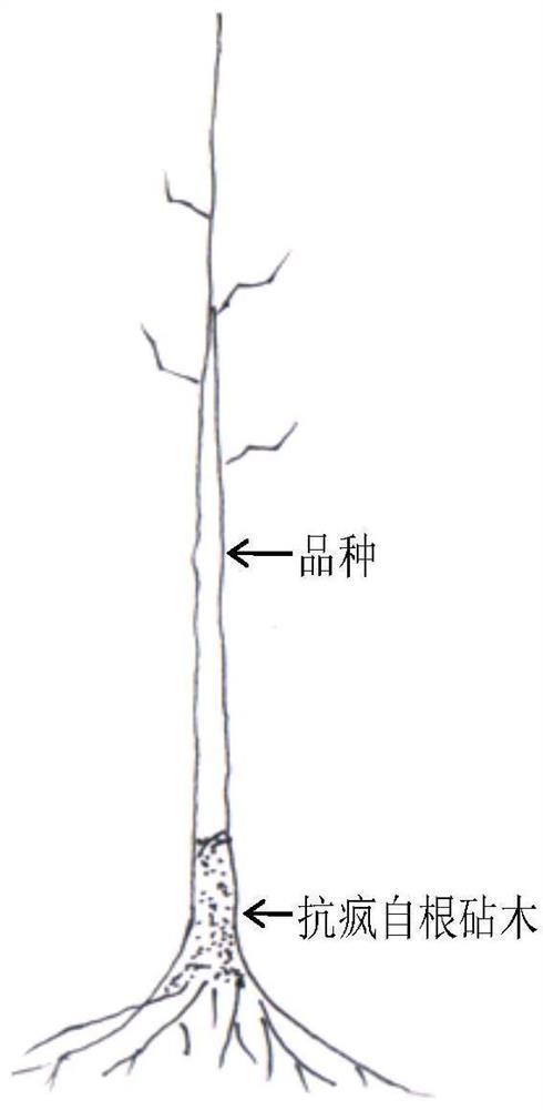 Method for preventing and treating jujube witches broom by using anti-broom stock