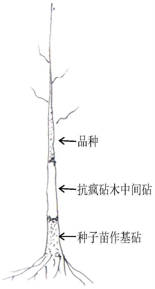 Method for preventing and treating jujube witches broom by using anti-broom stock