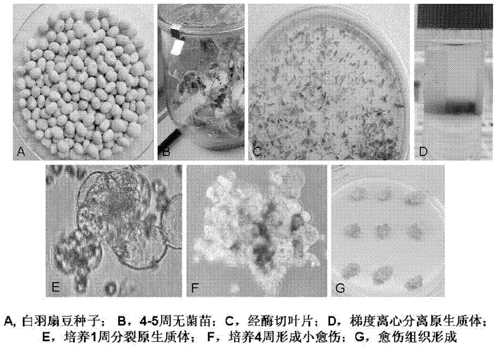 Culture medium for improving protoplast regeneration frequency of lupinus albus