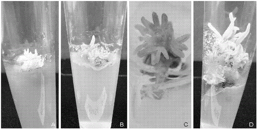 Culture medium for improving protoplast regeneration frequency of lupinus albus