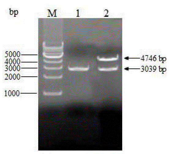 DNA (deoxyribonucleic acid) vaccine for expressing infectious bursal disease virus polyprotein gene VP243, as well as construction method and application thereof