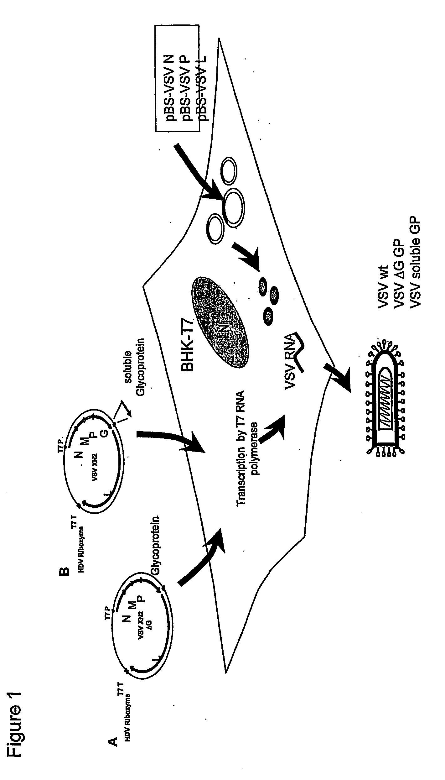 Recombinant vesicular stomatitis virus vaccines for viral hemorrhagic fevers