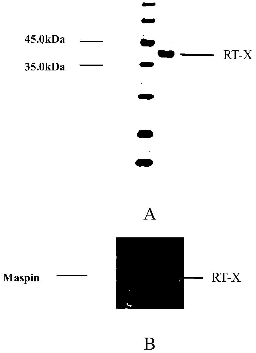 A kind of method and its application of producing antivascular agent rt-x in escherichia coli