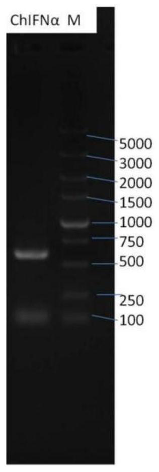 Novel process for preparing recombinant chicken interferon alpha with strong activity and high expression quantity