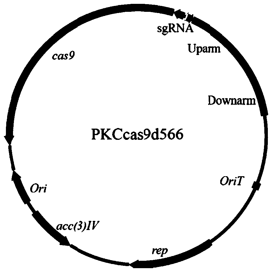 Genetically engineered bacteria for producing lincomycin as well as construction method and application of genetically engineered bacteria