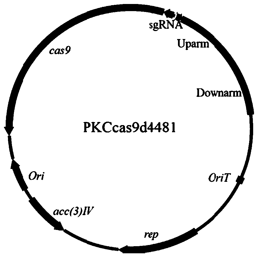 Genetically engineered bacteria for producing lincomycin as well as construction method and application of genetically engineered bacteria