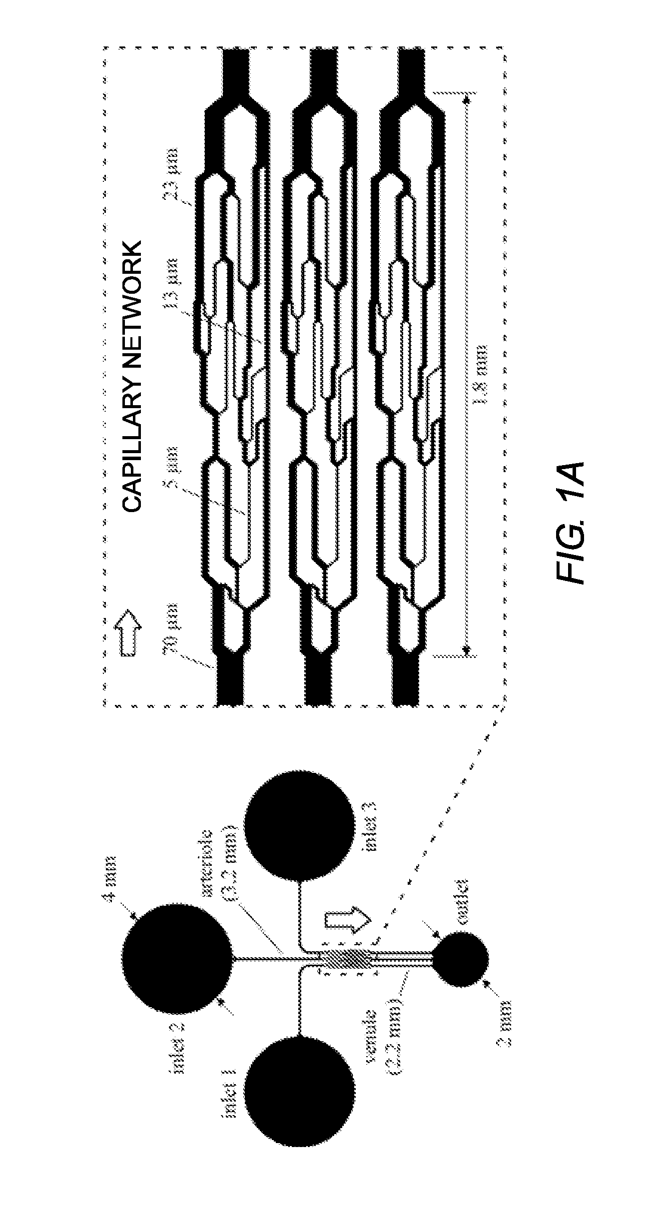 Capillary network devices and methods of use