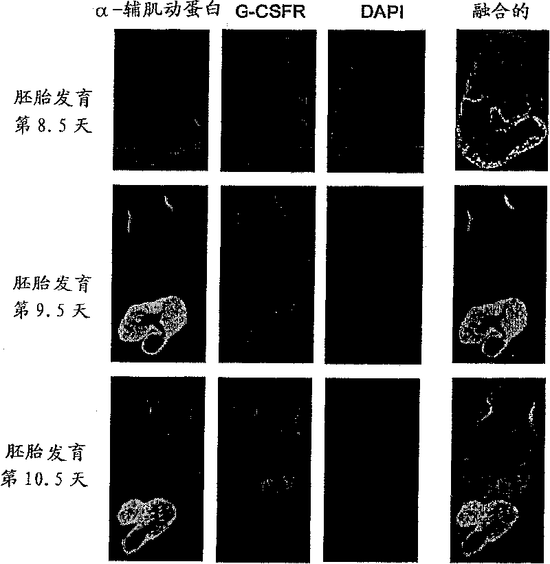 Method of inducing differentiation into myocardial cells using g-csf