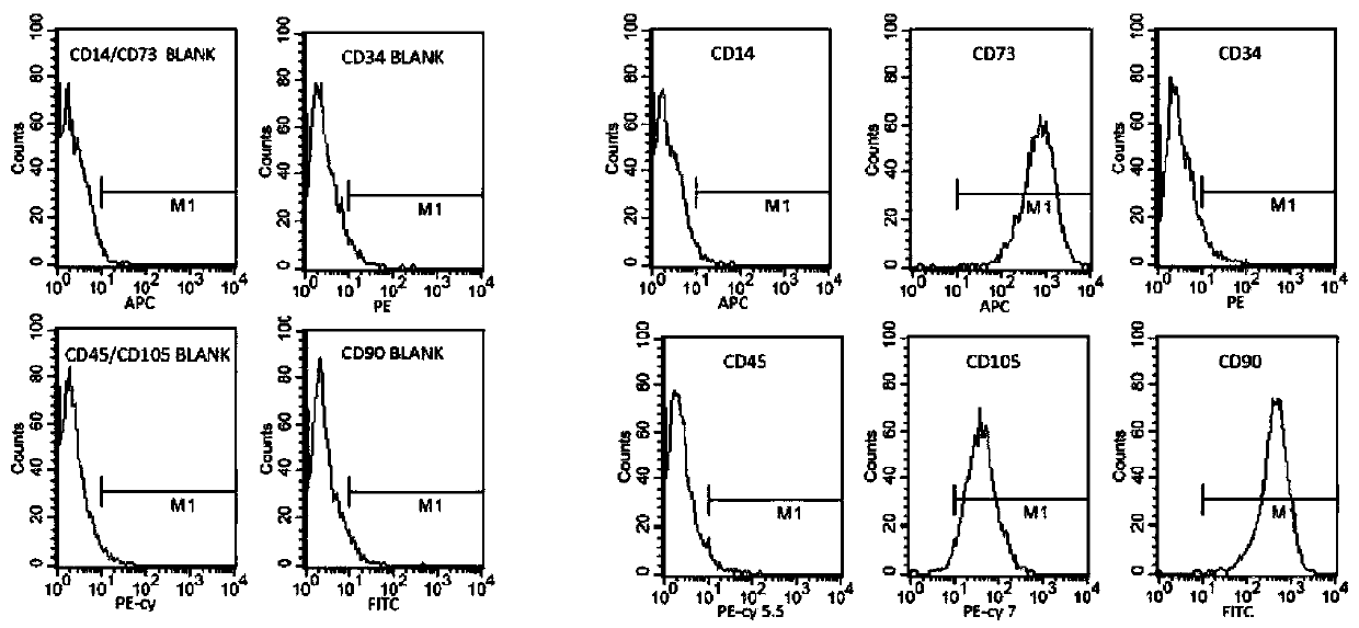 Adipose-derived stem cell rapid culture and differentiation method