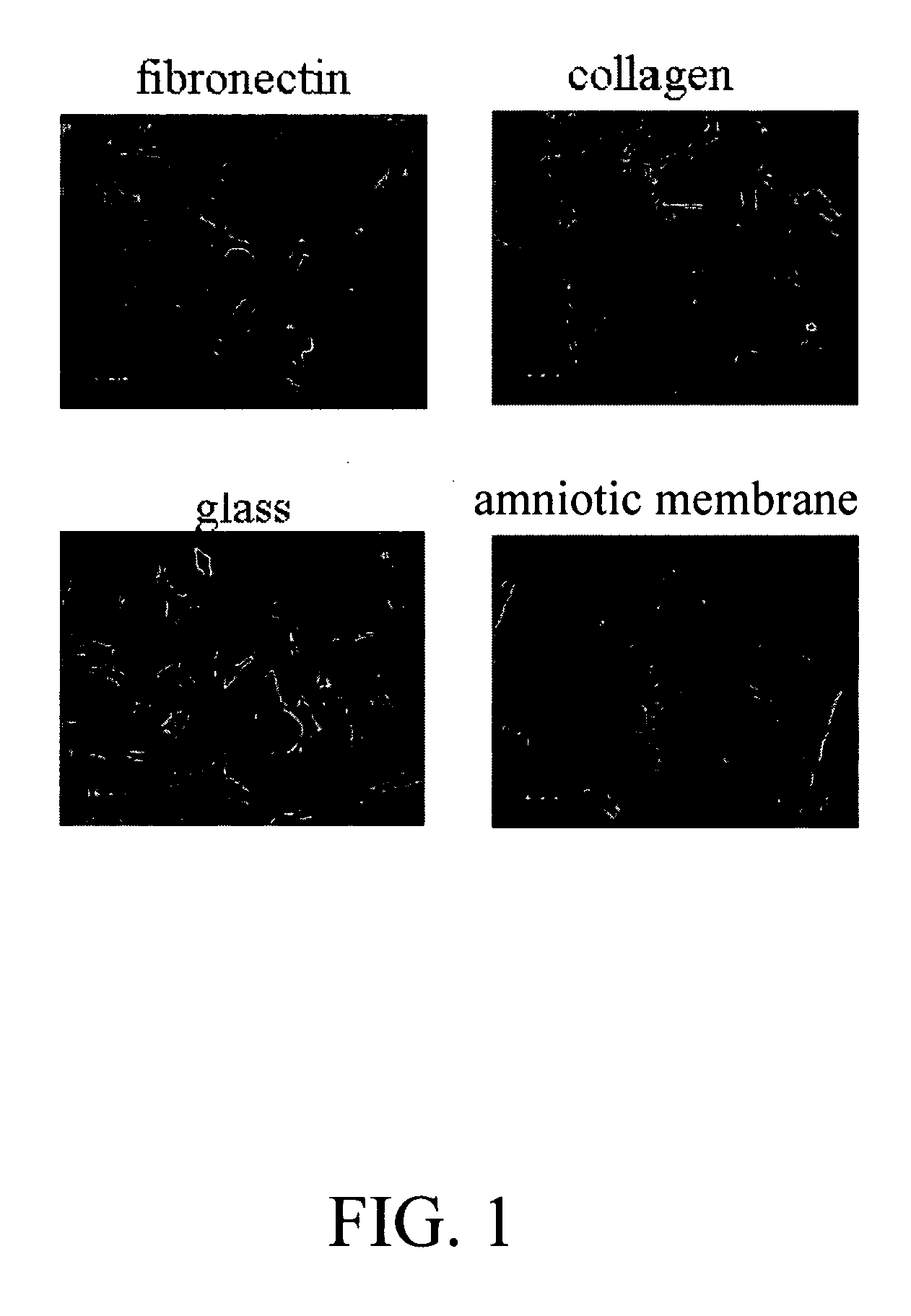 Placental niche and use thereof to culture stem cells