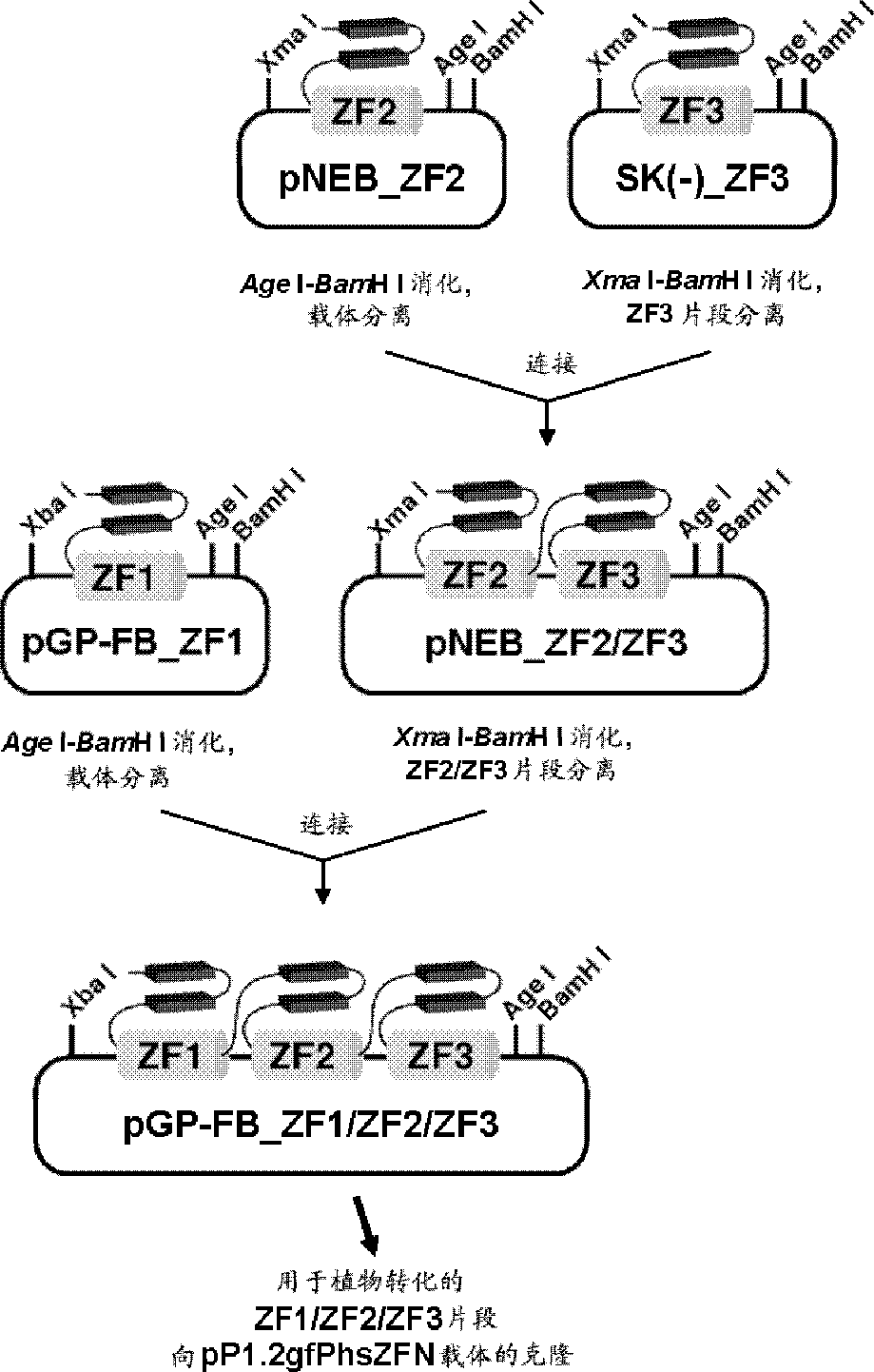 Production method for genetically modified plant cells