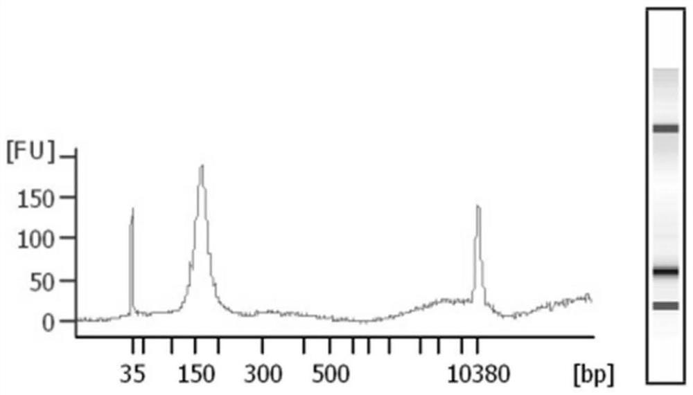 A method for extracting cfDNA from follicular fluid