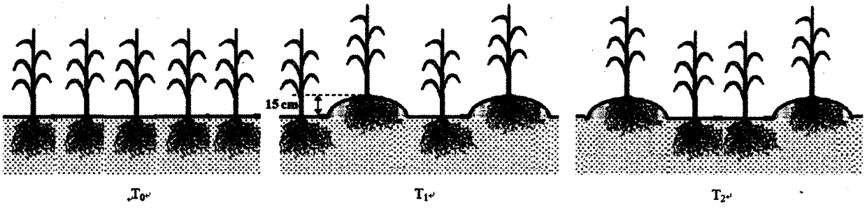 Furrow three-dimensional planting technique for improving light energy utilization efficiency of summer corn