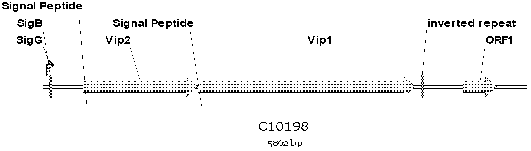 Bacillus thuringiensis vip1like1/vip2like1 gene combination and application thereof