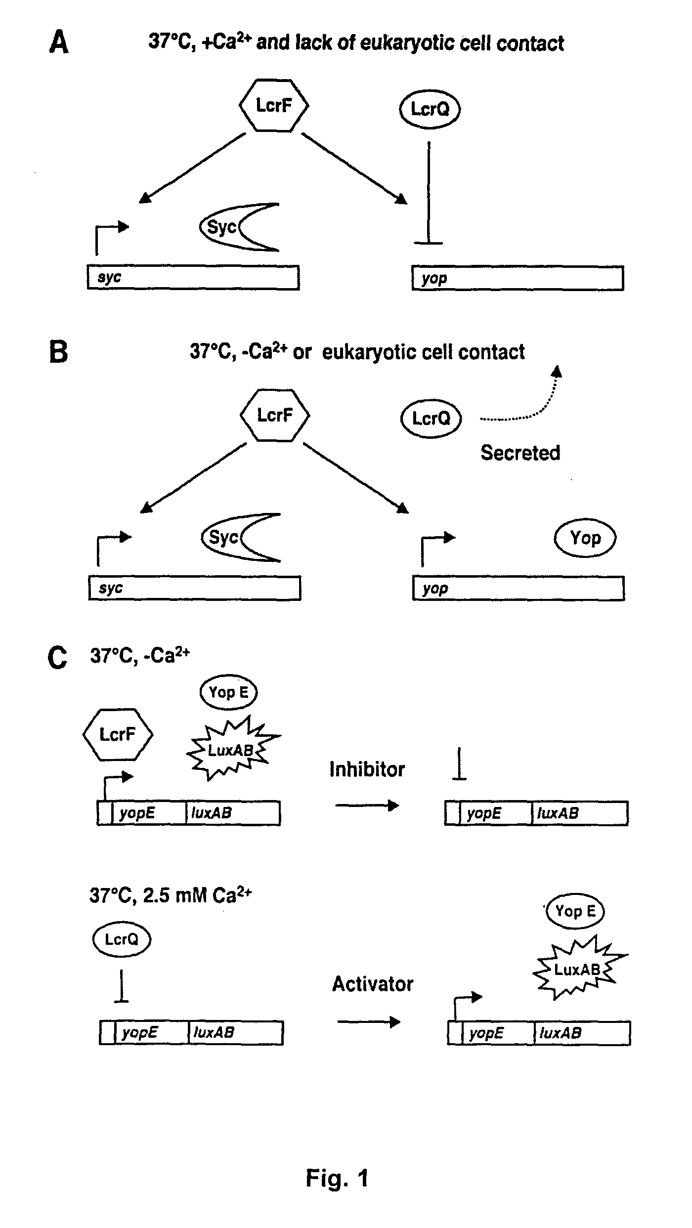 Method and means for preventing and inhibiting type iii secretion in infections caused by gram-negative bacteria
