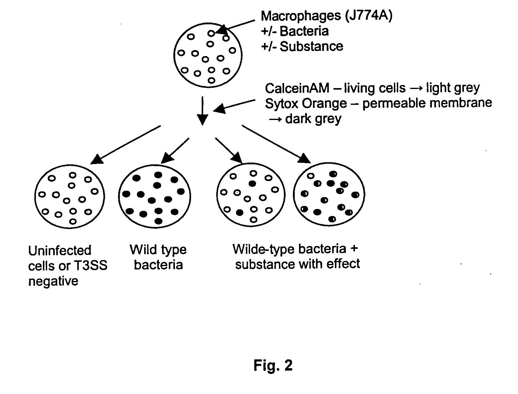 Method and means for preventing and inhibiting type iii secretion in infections caused by gram-negative bacteria