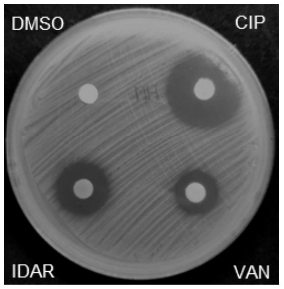 Antibacterial drug and application thereof