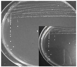 A caries-resistant Lactobacillus plantarum and its application