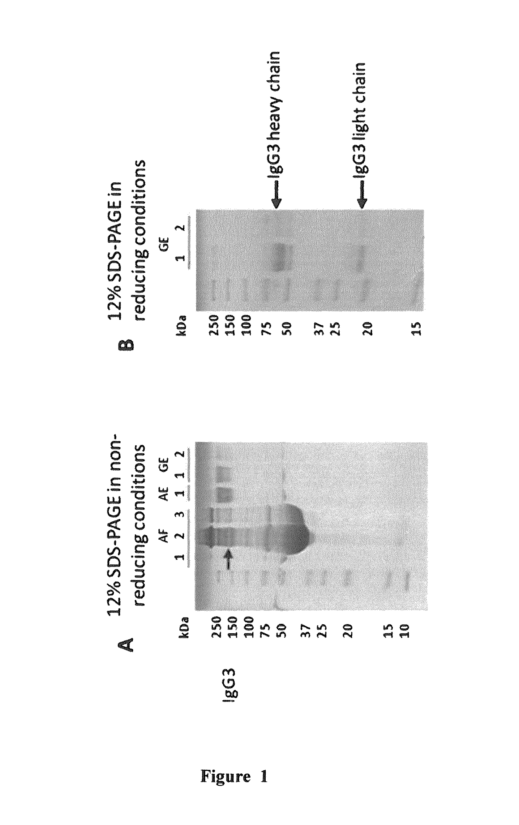 Method of neonatal serological diagnosis