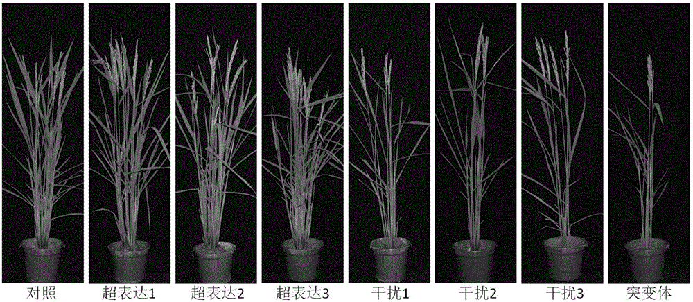 Application of nitrate radical transporter gene OsNRT1.8 in rice breeding